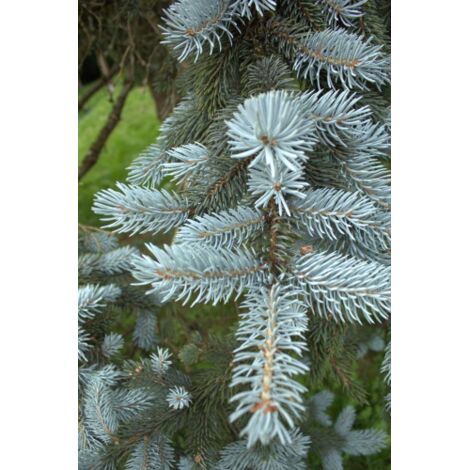  Abete Blu Argentato "Picea Pungens Kosteriana Hoopsii" In Mastello H. 100/120 Cm