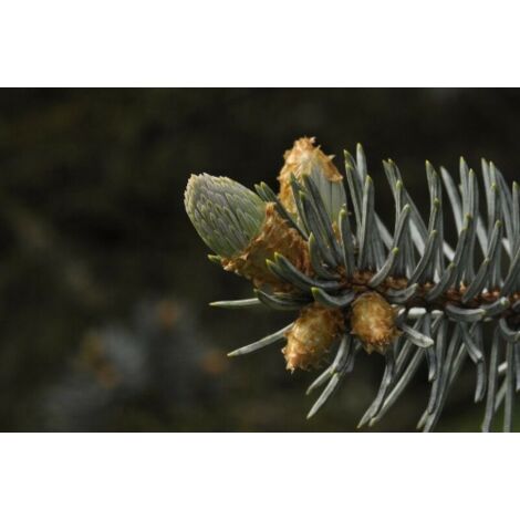  Abete Blu Argentato "Picea Pungens Kosteriana Hoopsii" In Mastello H. 100/120 Cm