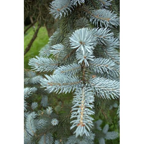  Abete Blu Argentato "Picea Pungens Kosteriana Hoopsii" In Mastello H. 100/120 Cm