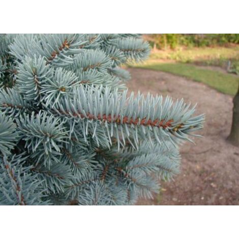 Abete Blu Argentato "Picea Pungens Kosteriana Hoopsii" In Mastello H. 100/120 Cm