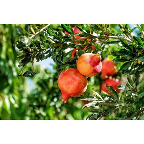  Melograno Da Frutto "Punica Granatum Wonderful" Pianta In Vaso H. 50/70 Cm