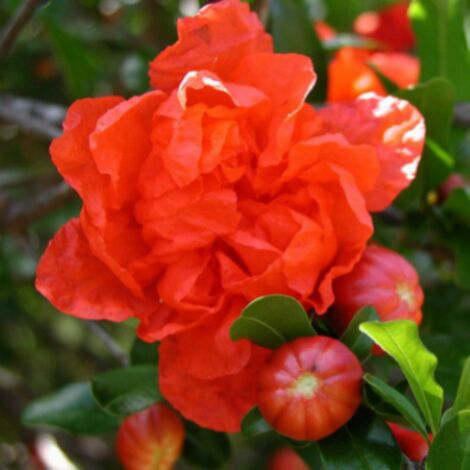  Melograno Da Frutto "Punica Granatum Wonderful" Pianta In Vaso H. 50/70 Cm