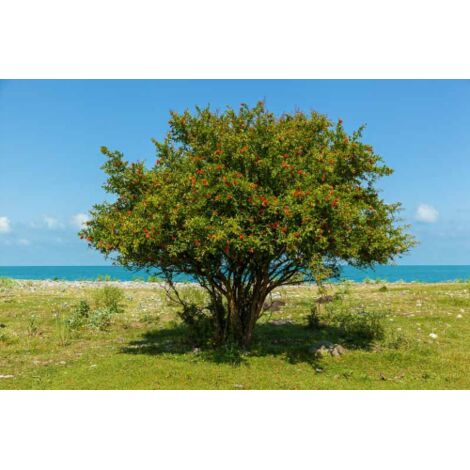  Melograno Da Frutto "Punica Granatum Wonderful" Pianta In Vaso H. 50/70 Cm