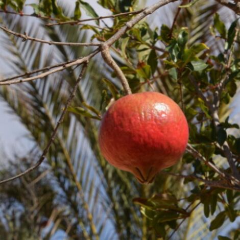  Melograno Da Frutto "Punica Granatum Wonderful" Pianta In Vaso H. 50/70 Cm