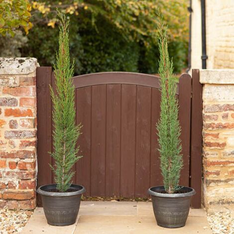  Cipresso Toscano "Cupressus Sempervirens Totem" Pianta In Vaso Biodegradabile H. 40/50 Cm