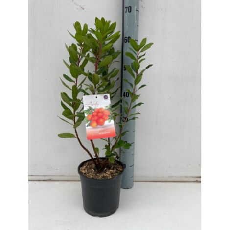  Corbezzolo "Arbutus Unedo" Pianta In Vaso 18 Cm