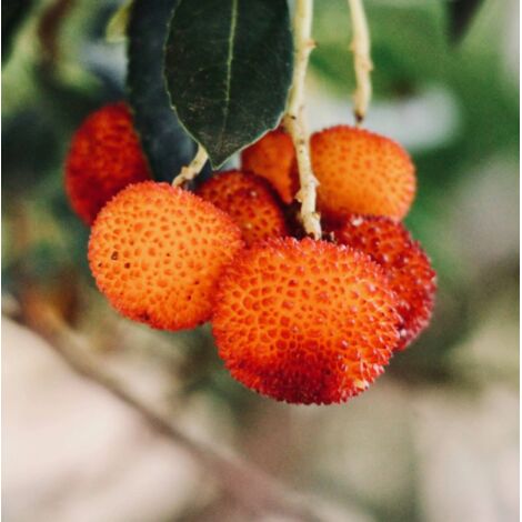  Corbezzolo "Arbutus Unedo" Pianta In Vaso 18 Cm