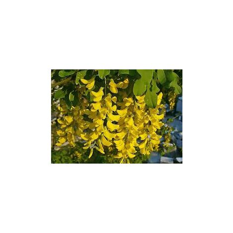  Pianta Di Laburnum Anagyroides Maggiociondolo H 150cm