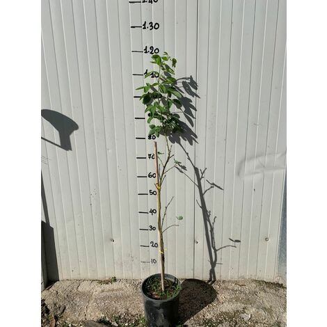  Pianta Di Laburnum Anagyroides Maggiociondolo H 150cm