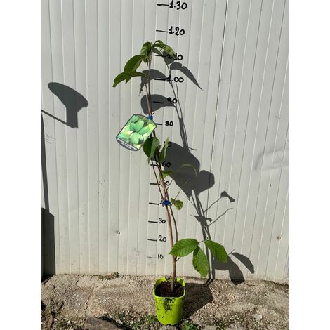  PIANTA DI ASIMINA TRILOBA BANANO DI MONTAGNA Foto Reali