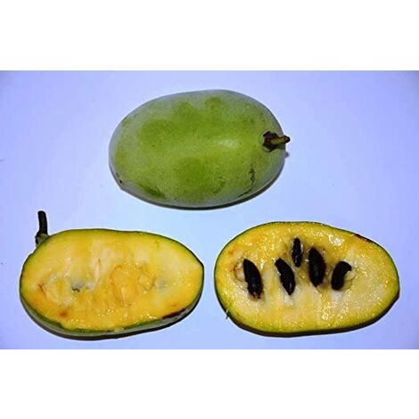  PIANTA DI ASIMINA TRILOBA BANANO DI MONTAGNA Foto Reali