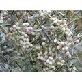  Pianta Di Ulivo Leucocarpa (Olive Bianche) Certificata Foto Reali