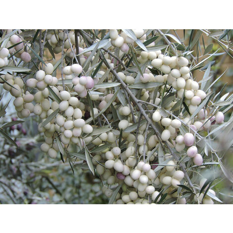  Pianta Di Ulivo Leucocarpa (Olive Bianche) Certificata Foto Reali