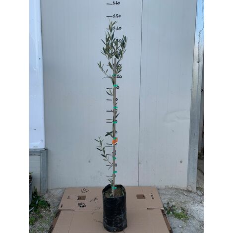  Pianta Di Ulivo Leucocarpa (Olive Bianche) Certificata Foto Reali