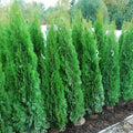  Tuia Smeraldo "Thuja Occidentalis Smaragd" Pianta In Vaso 17 Cm H. 40/70 Cm