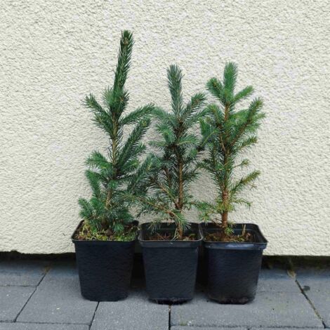  Abete Argentato Pino Blu "Picea Pungens Glauca" Pianta In Vaso 18 Cm H. 50/60 Cm