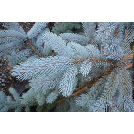  Abete Argentato Pino Blu "Picea Pungens Glauca" Pianta In Vaso 18 Cm H. 50/60 Cm