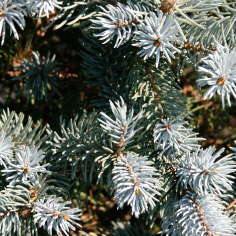  Abete Argentato Pino Blu "Picea Pungens Glauca" Pianta In Vaso 18 Cm H. 50/60 Cm