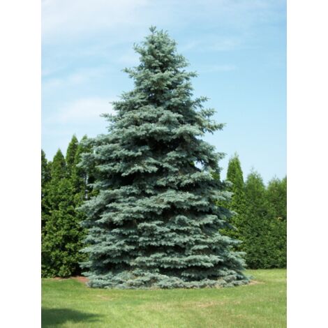  Abete Argentato Pino Blu "Picea Pungens Glauca" Pianta In Vaso 18 Cm H. 50/60 Cm