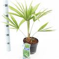  Palma Cinese A Ventaglio "Trachycarpus Fortunei" Pianta In Vaso 13 Cm