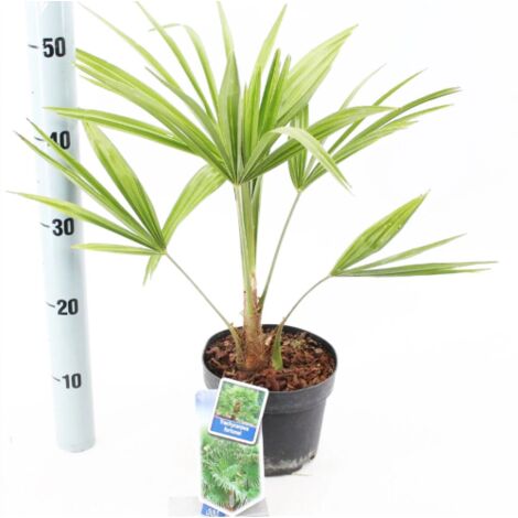  Palma Cinese A Ventaglio "Trachycarpus Fortunei" Pianta In Vaso 13 Cm