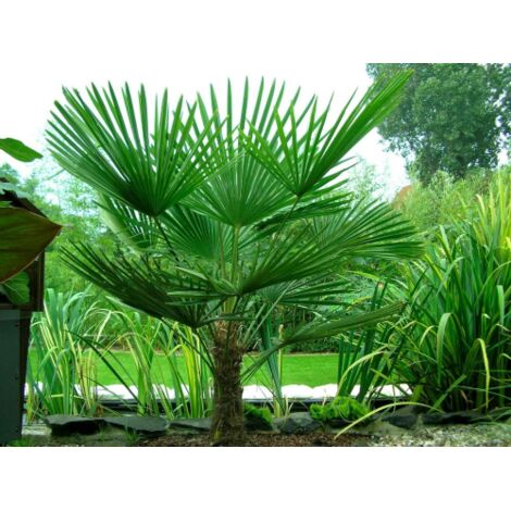  Palma Cinese A Ventaglio "Trachycarpus Fortunei" Pianta In Vaso 13 Cm