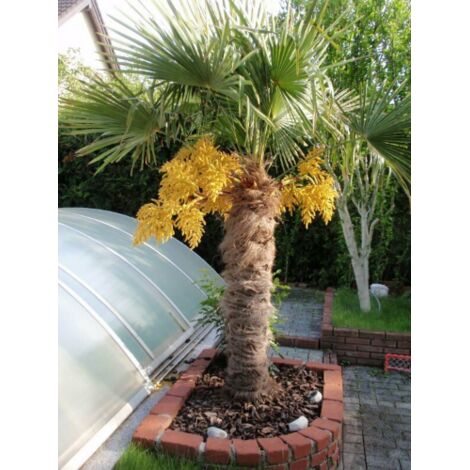  Palma Cinese A Ventaglio "Trachycarpus Fortunei" Pianta In Vaso 13 Cm
