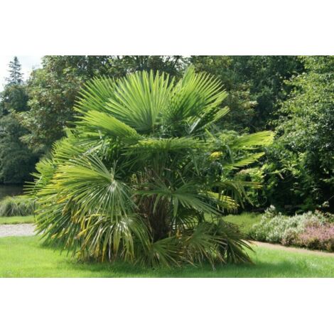  Palma Cinese A Ventaglio "Trachycarpus Fortunei" Pianta In Vaso 13 Cm