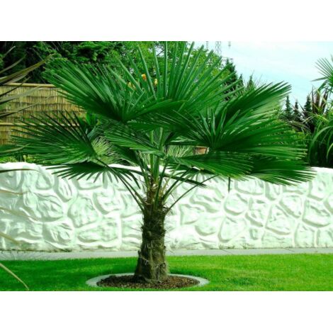  Palma Cinese A Ventaglio "Trachycarpus Fortunei" Pianta In Vaso 13 Cm