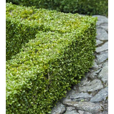  Bosso "Buxus Microphylla Faulkner" 12 Piante Da Siepe In Vaso 9 Cm