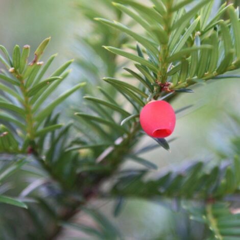  Tasso Comune "Taxus Baccata" Pianta In Vaso 18 Cm H. 50/60 Cm