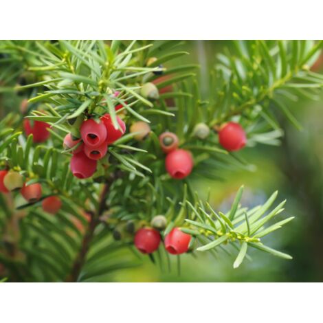  Tasso Comune "Taxus Baccata" Pianta In Vaso 18 Cm H. 50/60 Cm