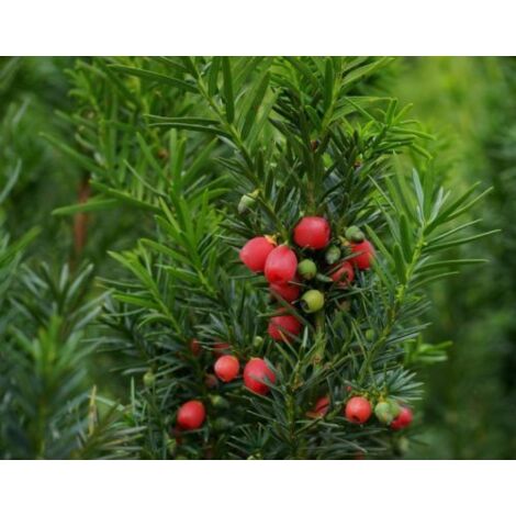  Tasso Comune "Taxus Baccata" Pianta In Vaso 18 Cm H. 50/60 Cm