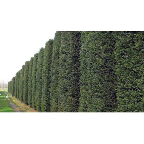  Tasso Comune "Taxus Baccata" Pianta In Vaso 18 Cm H. 50/60 Cm