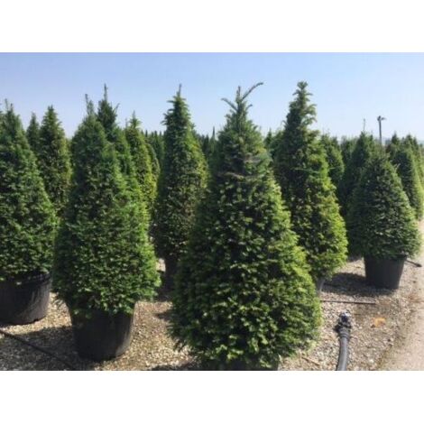  Tasso Comune "Taxus Baccata" Pianta In Vaso 18 Cm H. 50/60 Cm