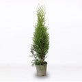  Tuia Smeraldo "Thuja Occidentalis Smaragd" Pianta In Alveolo