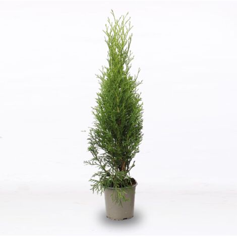  Tuia Smeraldo "Thuja Occidentalis Smaragd" Pianta In Alveolo