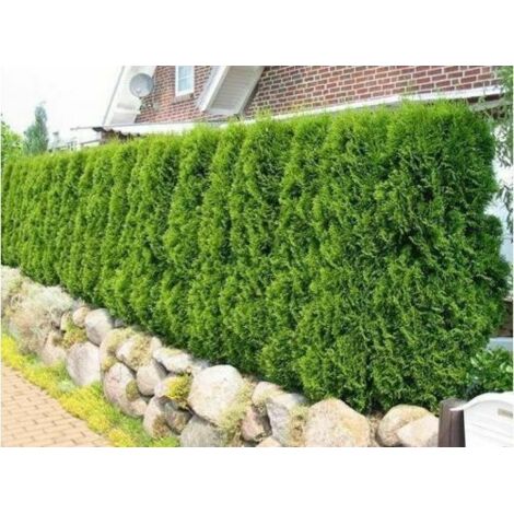  Tuia Smeraldo "Thuja Occidentalis Smaragd" Pianta In Alveolo