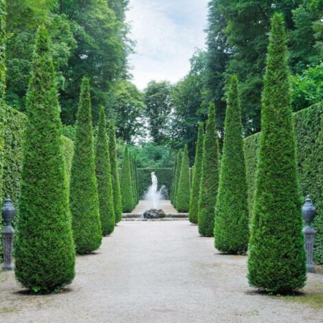  Tuia Smeraldo "Thuja Occidentalis Smaragd" Pianta In Alveolo