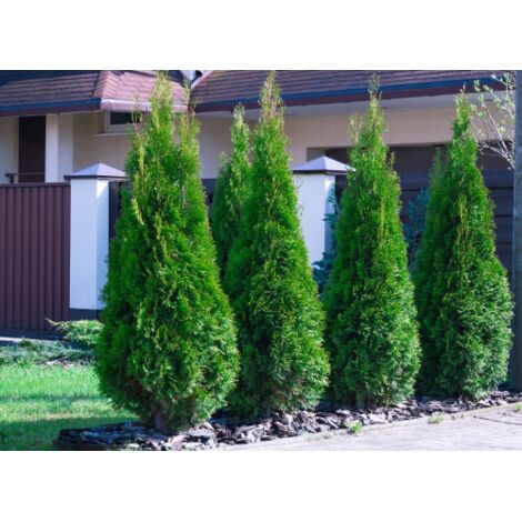  Tuia Smeraldo "Thuja Occidentalis Smaragd" Pianta In Alveolo