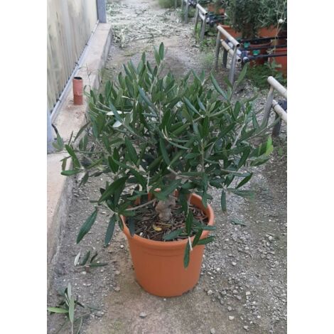  Olivo Ulivo "Olea Europea" Bonsai Bellissima Pianta In Vaso 22 Cm FOTO REALI