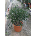  Olivo Ulivo "Olea Europea" Bonsai Bellissima Pianta In Vaso 22 Cm FOTO REALI