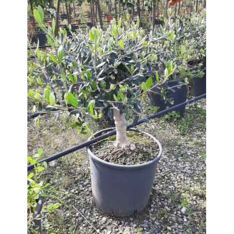  Olivo Ulivo "Olea Europea" Bonsai Bellissima Pianta In Vaso 22 Cm FOTO REALI