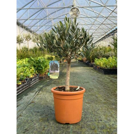  Olivo Ulivo "Olea Europea" Bonsai Bellissima Pianta In Vaso 22 Cm FOTO REALI