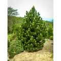  Pino Bianco Americano "Pinus Strobus" Pianta In Vaso 18 Cm H. 40/50 Cm