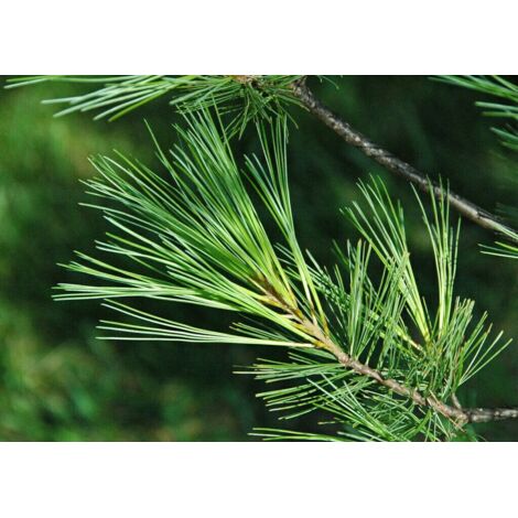  Pino Bianco Americano "Pinus Strobus" Pianta In Vaso 18 Cm H. 40/50 Cm