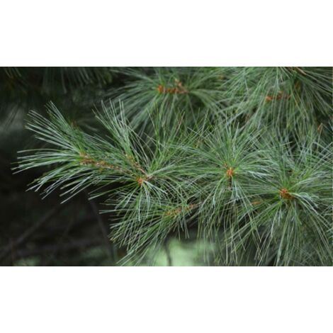  Pino Bianco Americano "Pinus Strobus" Pianta In Vaso 18 Cm H. 40/50 Cm