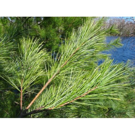  Pino Bianco Americano "Pinus Strobus" Pianta In Vaso 18 Cm H. 40/50 Cm
