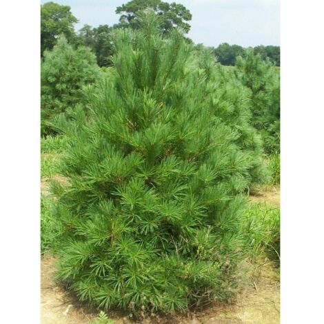  Pino Bianco Americano "Pinus Strobus" Pianta In Vaso 18 Cm H. 40/50 Cm