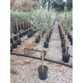  Ulivo Olivo Leccino "Olea Europea" Alberello CERTIFICATO In Vaso 24 Cm FOTO REALI